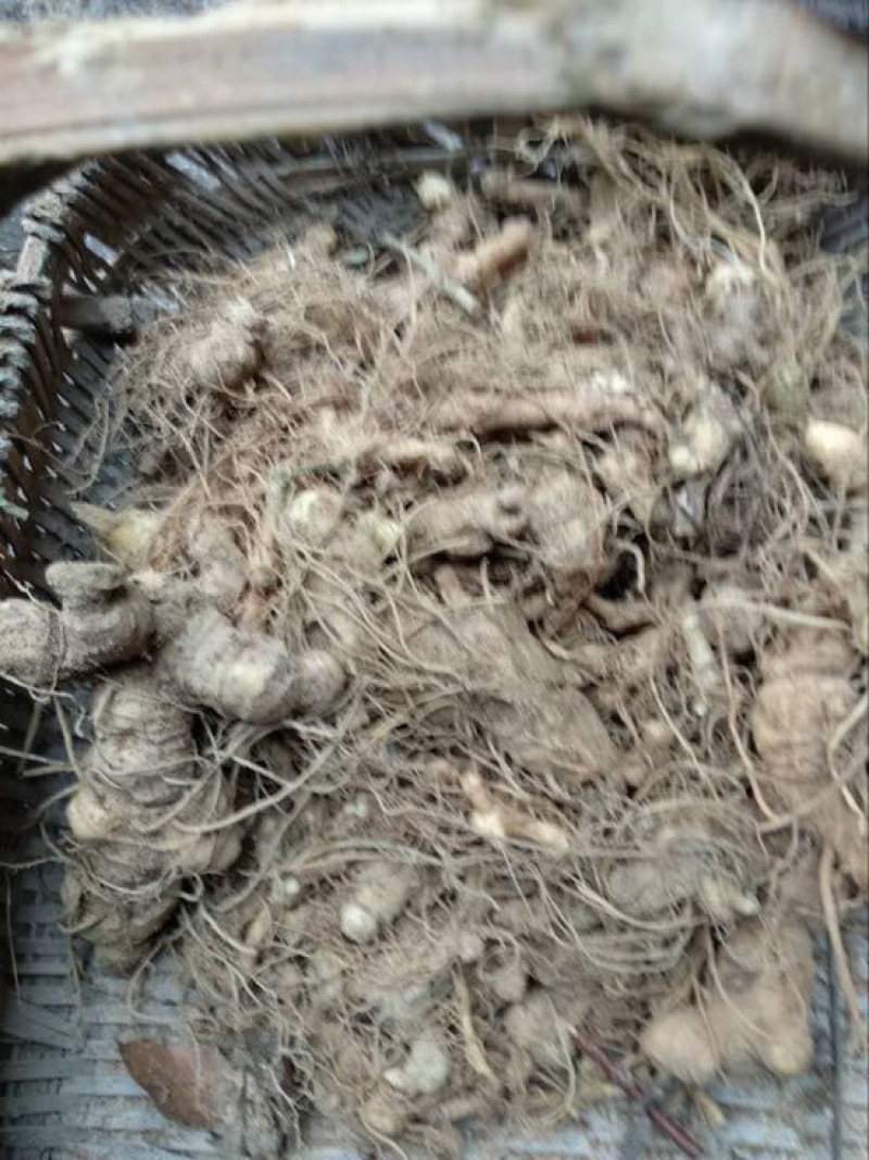 多花姜型倒苗甜黄精甜统个
