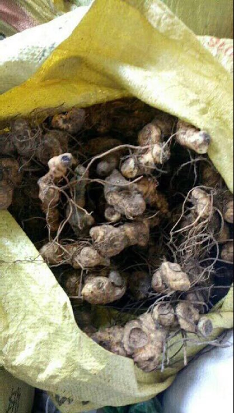 多花姜型倒苗甜黄精甜统个