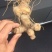 多花姜型倒苗甜黄精甜统个