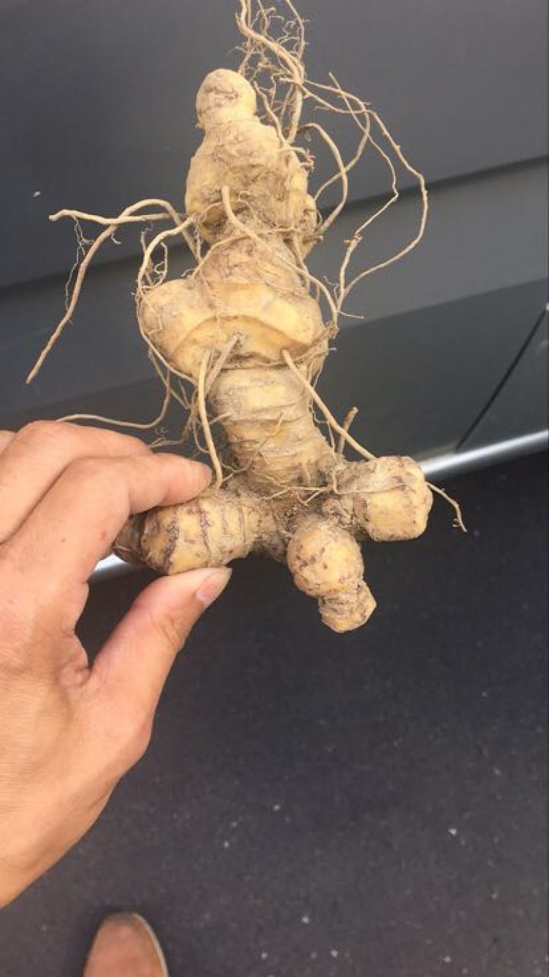 多花姜型倒苗甜黄精甜统个