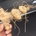多花姜型倒苗甜黄精甜统个