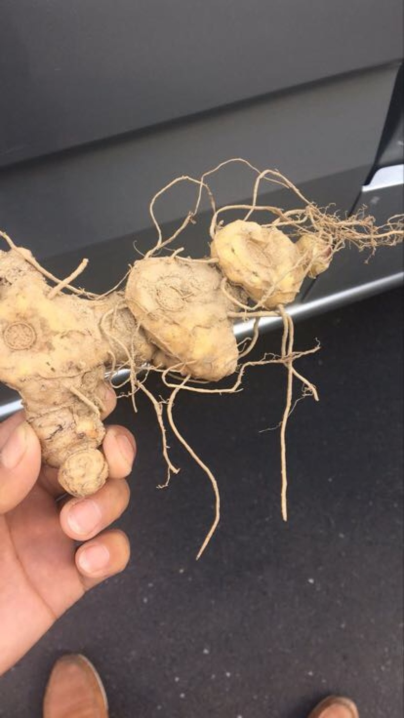 多花姜型倒苗甜黄精甜统个