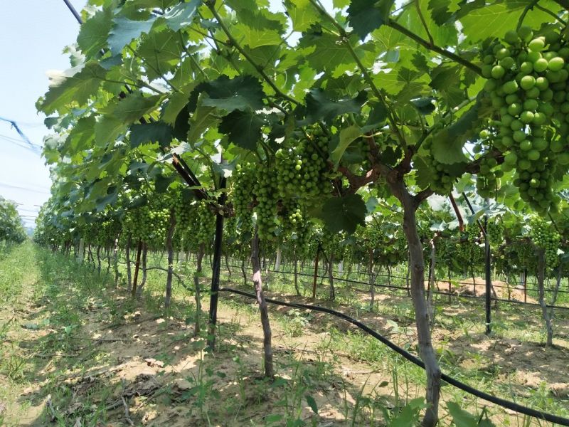 户太八号葡萄1~2斤5%以下