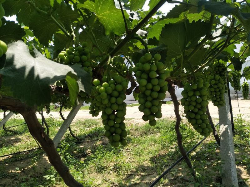 户太八号葡萄1~2斤5%以下