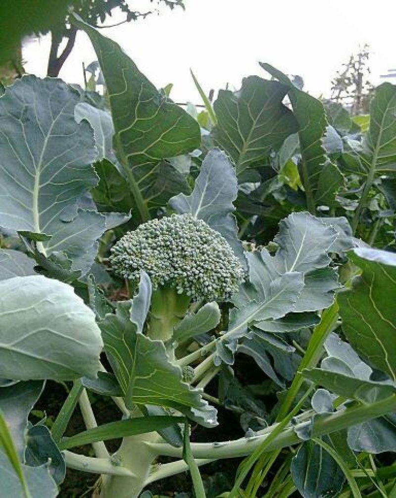 西兰花，货源充足