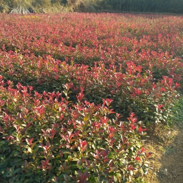 红叶石楠