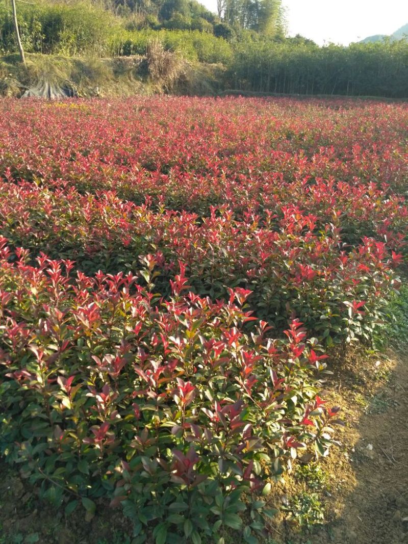 红叶石楠
