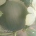 蜜童西瓜3斤打底8成熟1茬