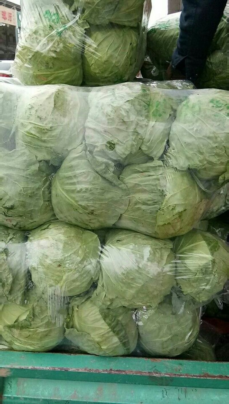甘蓝本地精品橄榄质量非常好春季甘蓝以大量上市了
