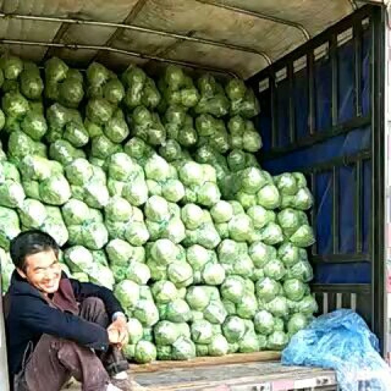 甘蓝本地精品橄榄质量非常好春季甘蓝以大量上市了