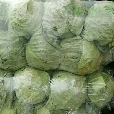 甘蓝本地精品橄榄质量非常好春季甘蓝以大量上市了