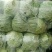 甘蓝本地精品橄榄质量非常好春季甘蓝以大量上市了