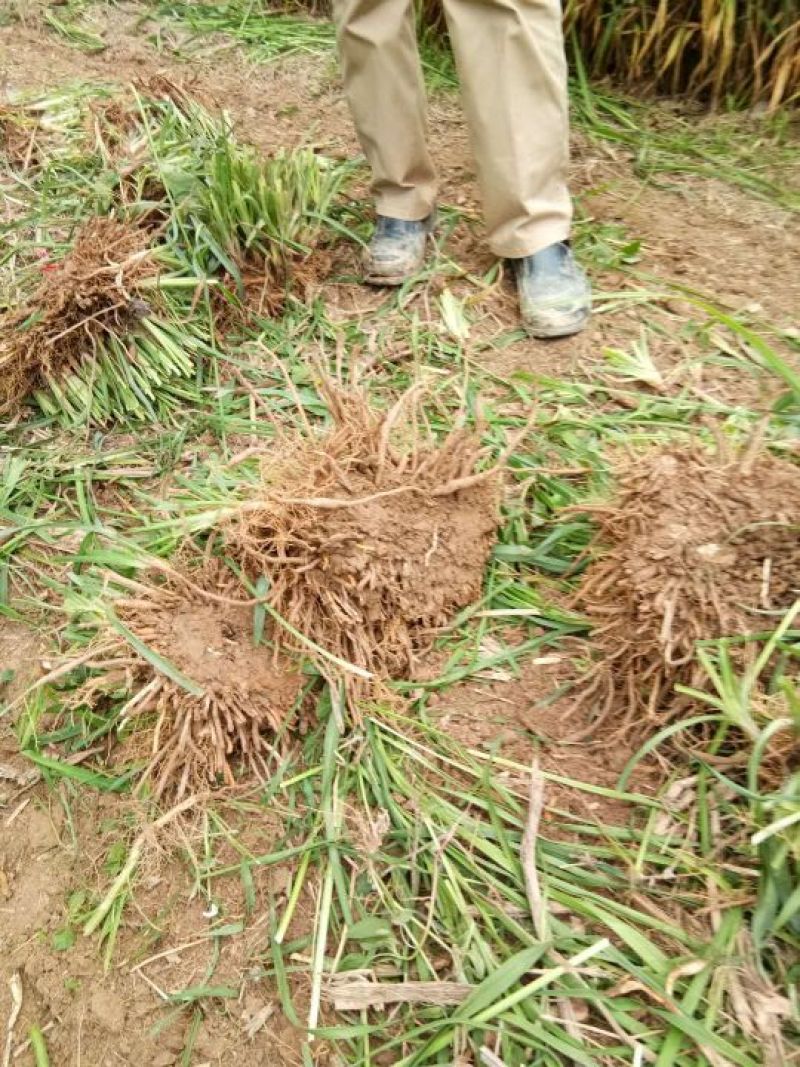 现挖黄花菜种苗黄花菜种植苗食用黄花菜种苗大量低价批发