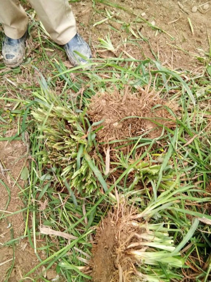 现挖黄花菜种苗黄花菜种植苗食用黄花菜种苗大量低价批发