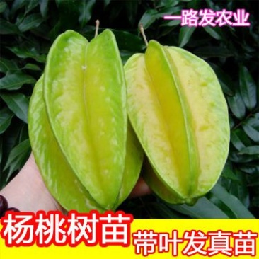 杨桃苗甜杨桃树苗纯甜杨嫁接苗四季结果可地