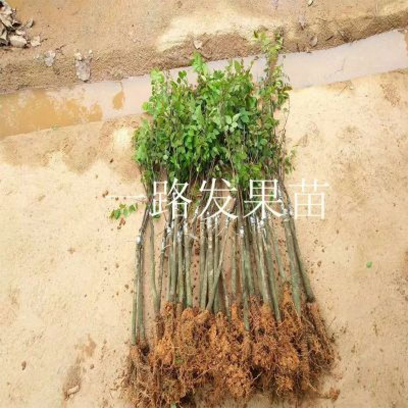 杨桃苗甜杨桃树苗纯甜杨嫁接苗四季结果可地