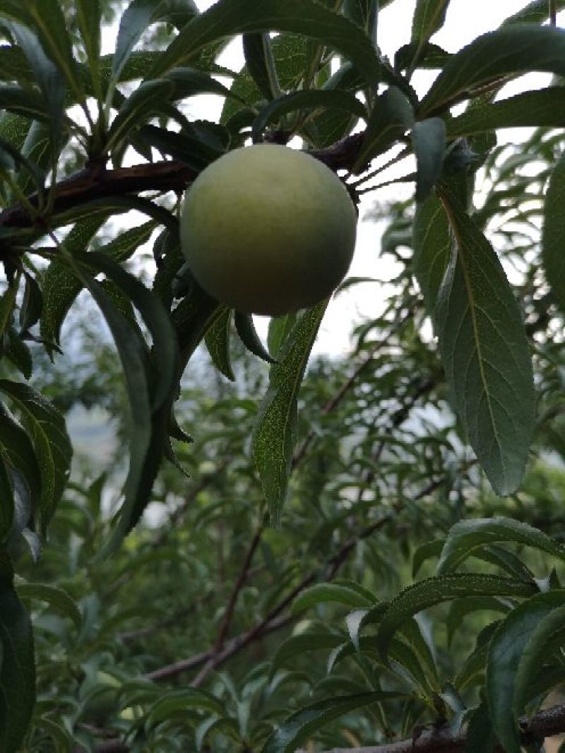 蜂糖李