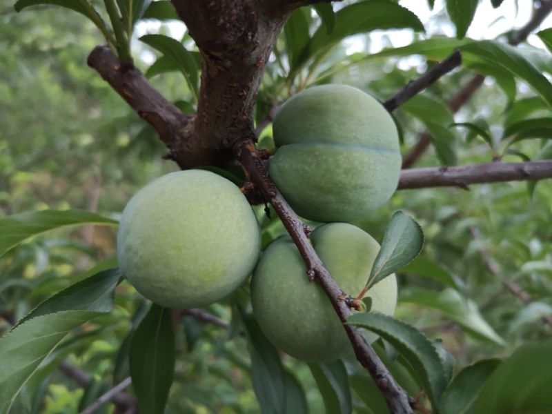 蜂糖李