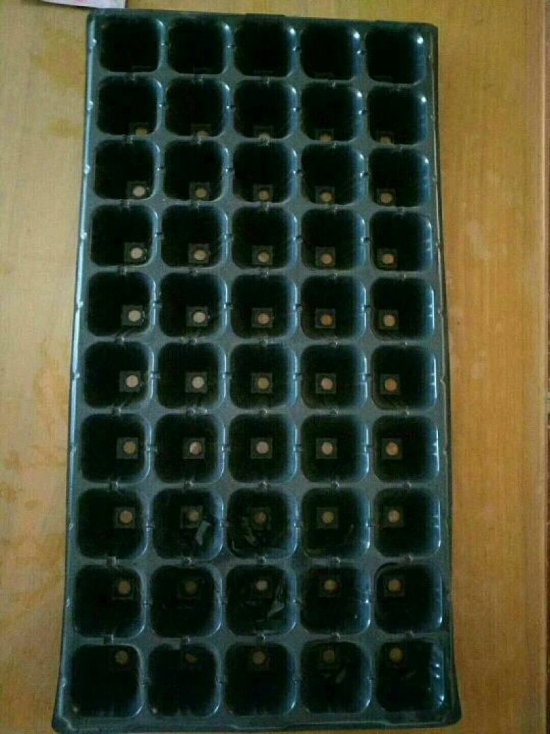 育苗穴盘