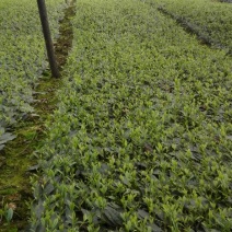 云南大白茶苗，9号茶苗，蒙山9号茶苗等茶