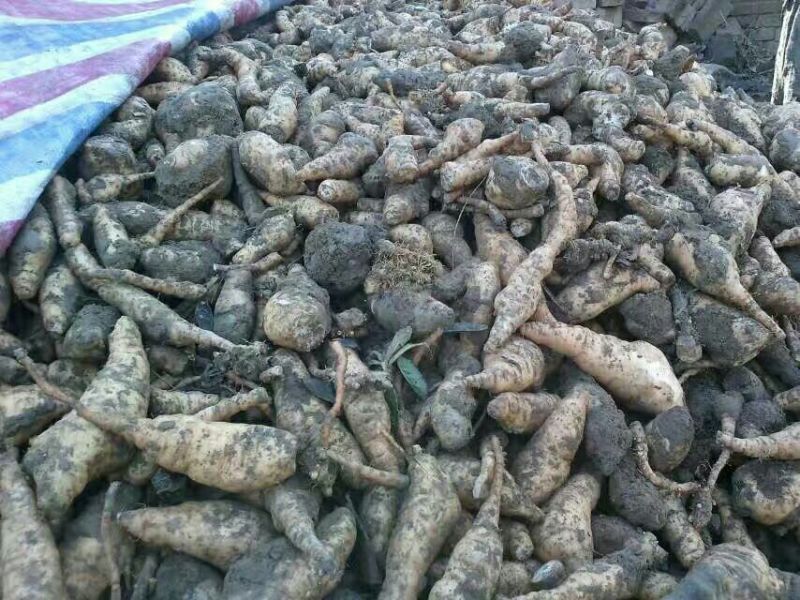 生地，焦作生地，大量接单产地直发量大从优欢迎来电