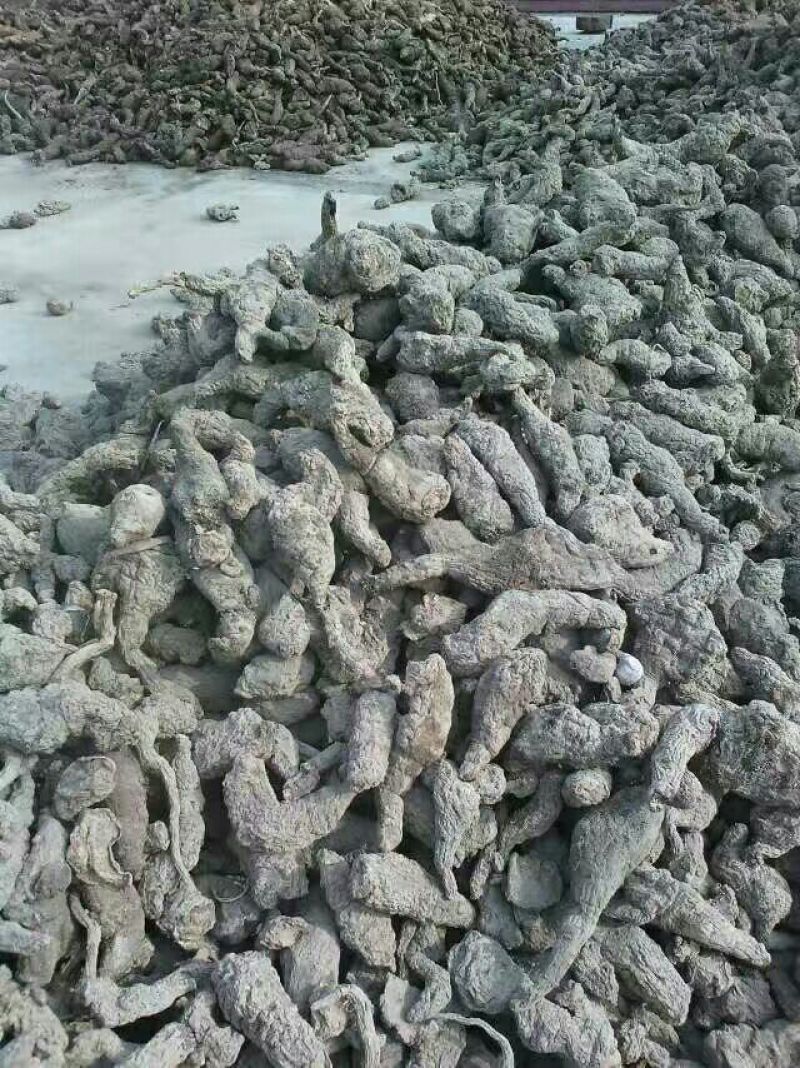 生地，焦作生地，大量接单产地直发量大从优欢迎来电