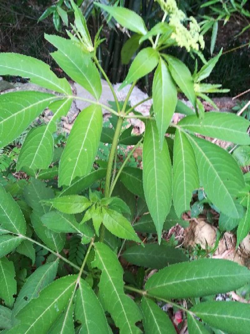 接骨草