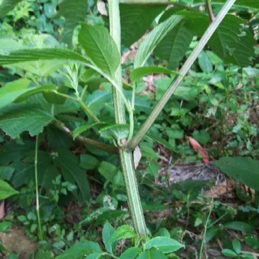 接骨草