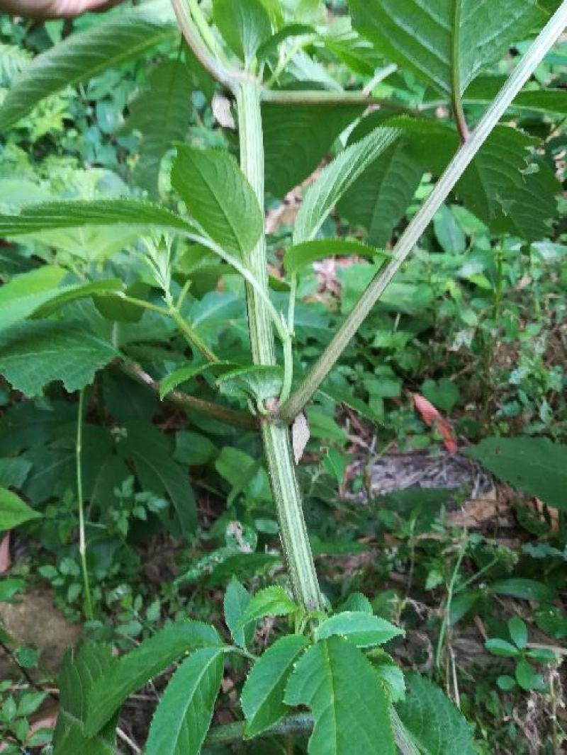 接骨草