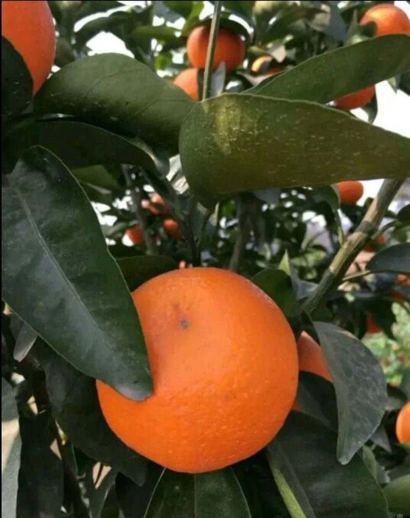 柑橘枝条091无核沃柑枝条