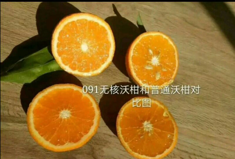 柑橘枝条091无核沃柑枝条