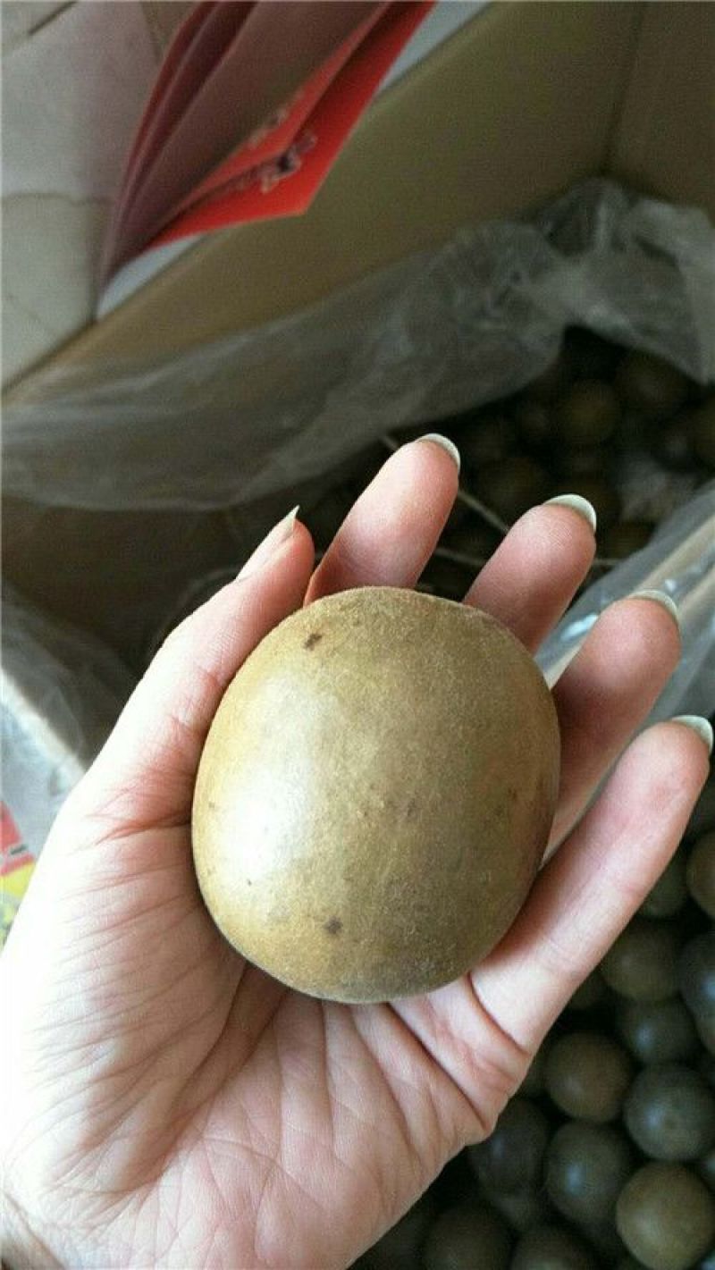 罗汉果大果批发价不包邮