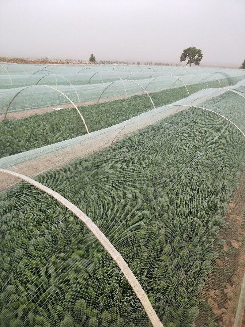 精品菠菜.25公分到30公分都有