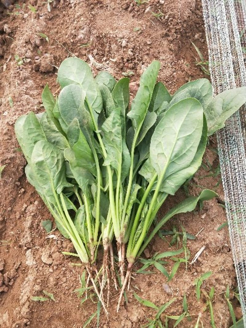 精品菠菜.25公分到30公分都有