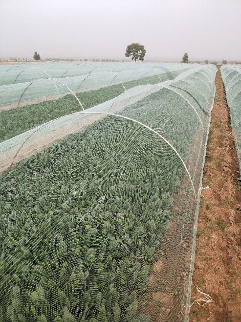 精品菠菜.25公分到30公分都有