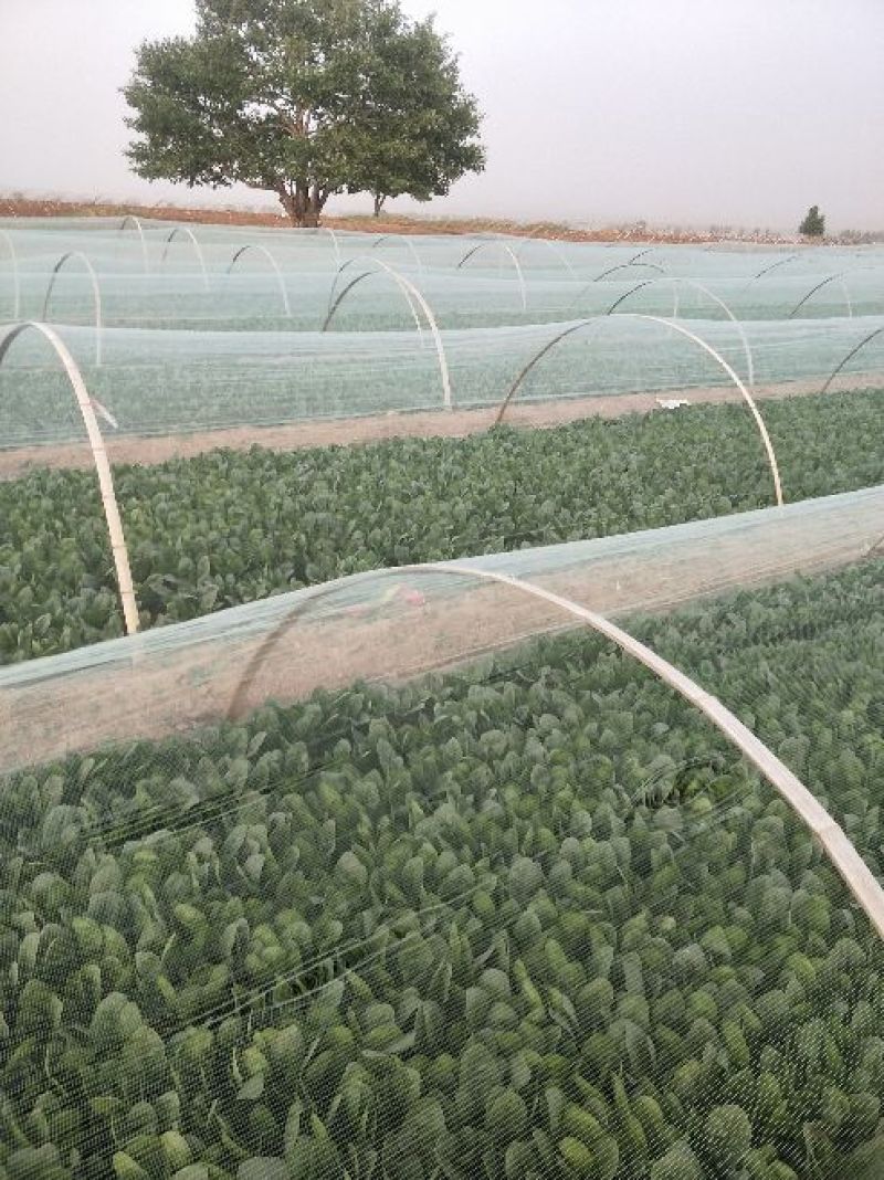 精品菠菜.25公分到30公分都有