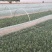 精品菠菜.25公分到30公分都有