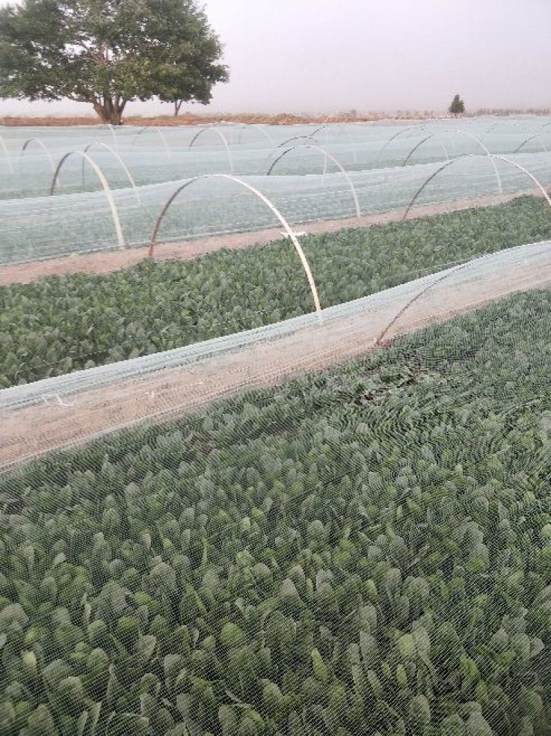 精品菠菜.25公分到30公分都有