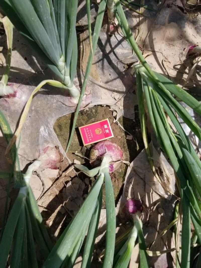洋葱