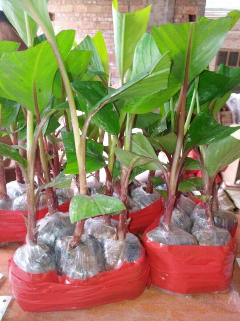 广西红香蕉苗营养杯苗正品保证