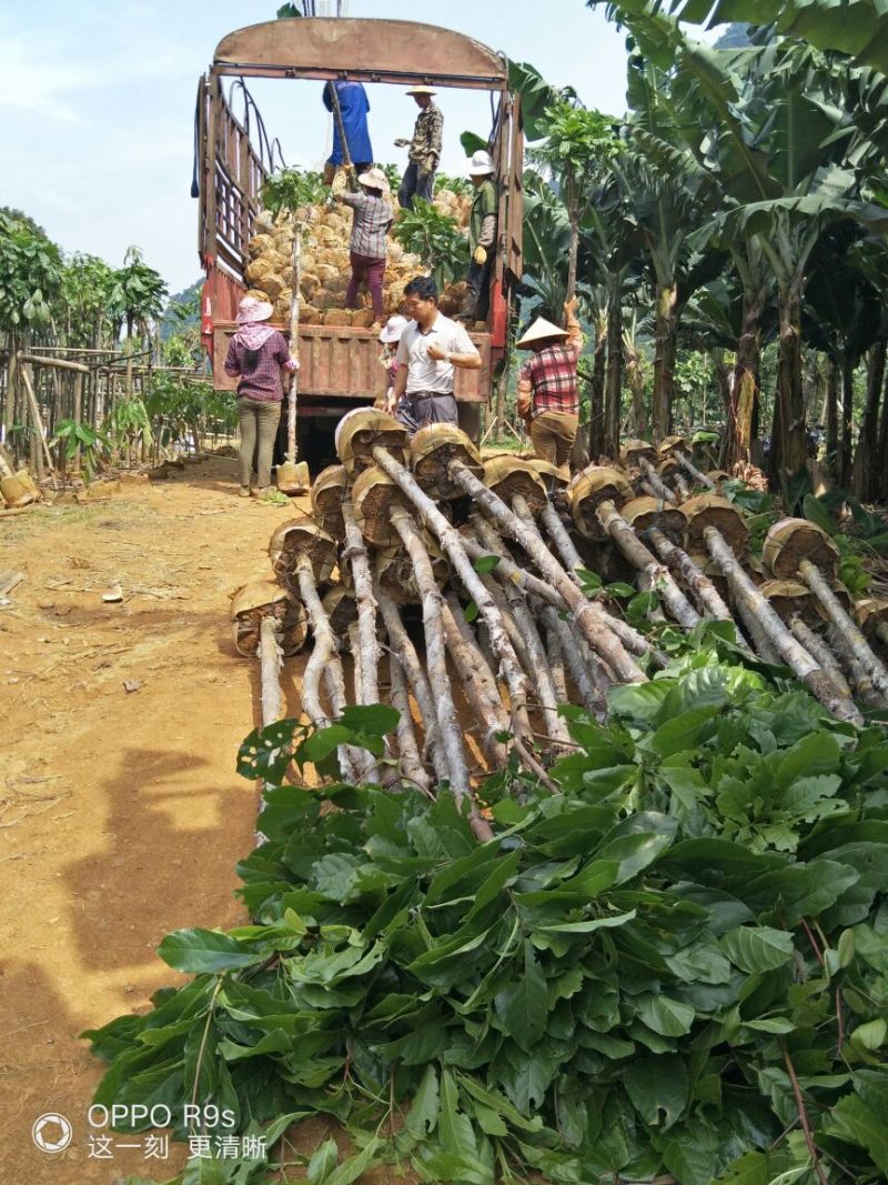 萍婆四到六公分