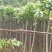 萍婆四到六公分