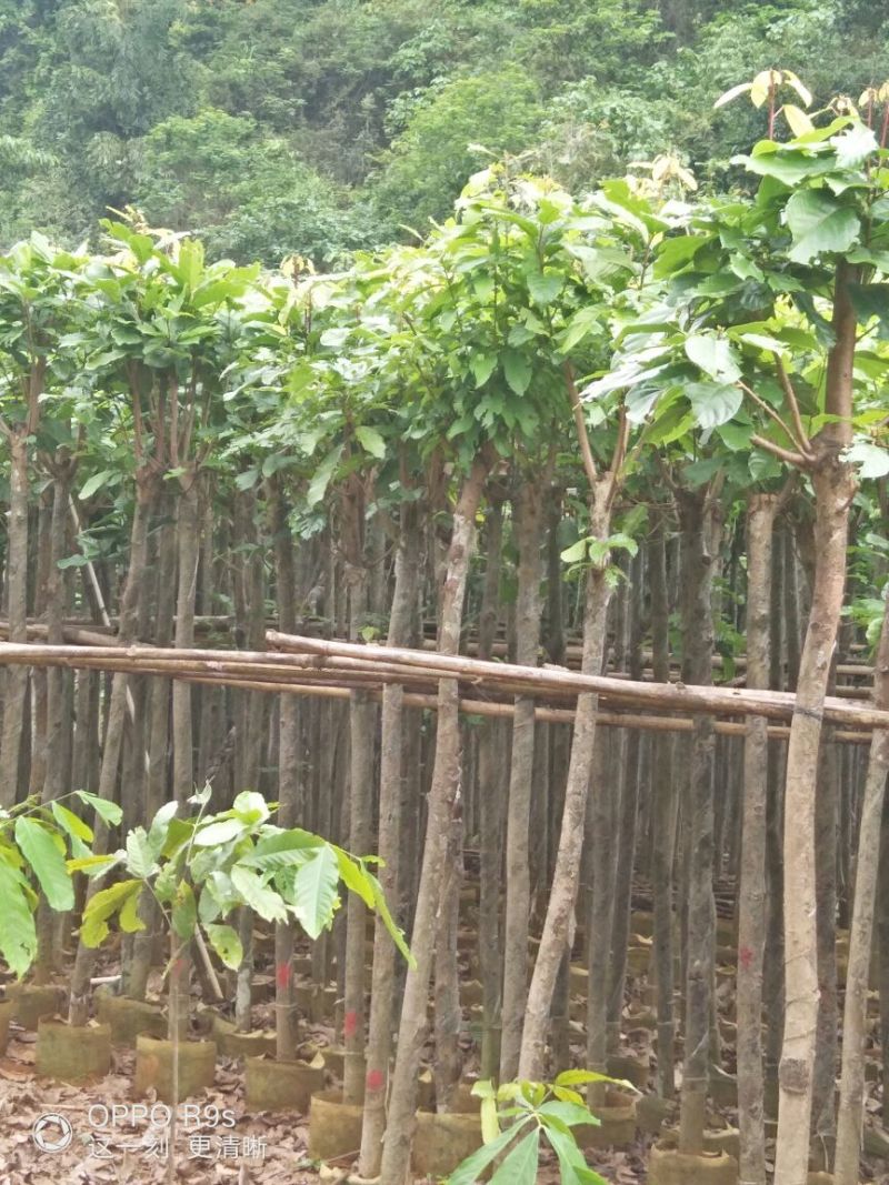 萍婆四到六公分