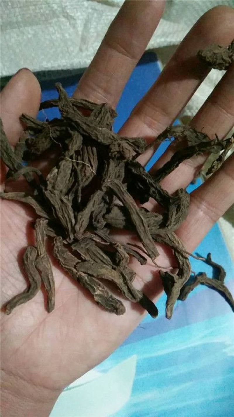 红大戟