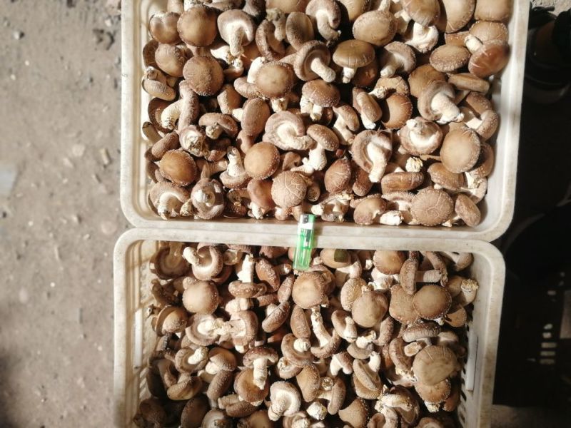 鲜香菇