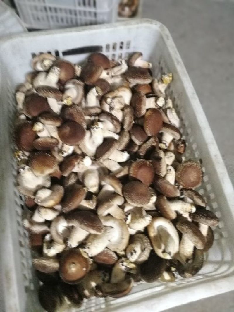 鲜香菇