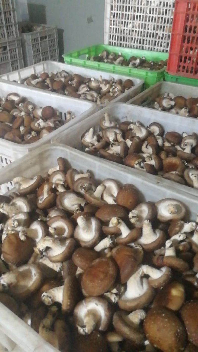 鲜香菇