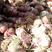 二红葱头紫皮葱头大量长期供应保质保量量大从优