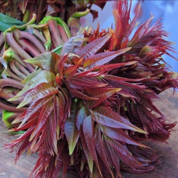 红油香椿树51~80cm