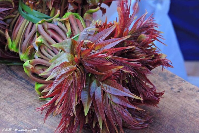 红油香椿树51~80cm
